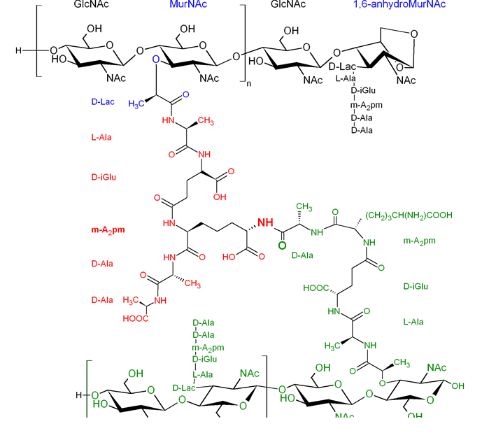 peptidoglycan structure in gram positive bacteria